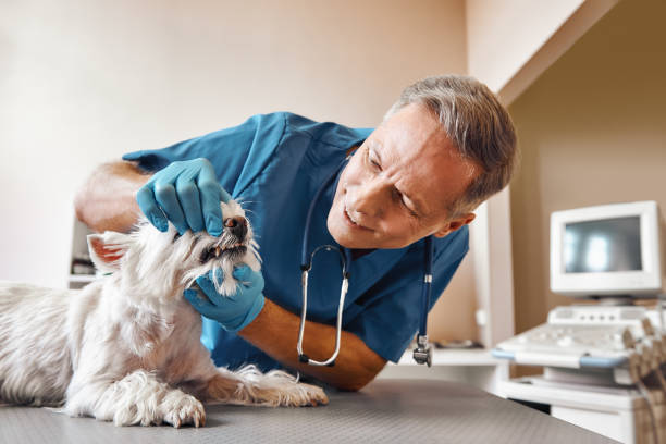 Best Walk-In Emergency Dental Services in New Buffalo, MI